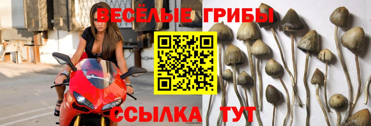 Галлюциногенные грибы мухоморы Полысаево